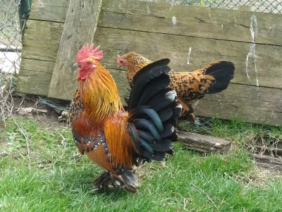 Zakrslá rousná slepice